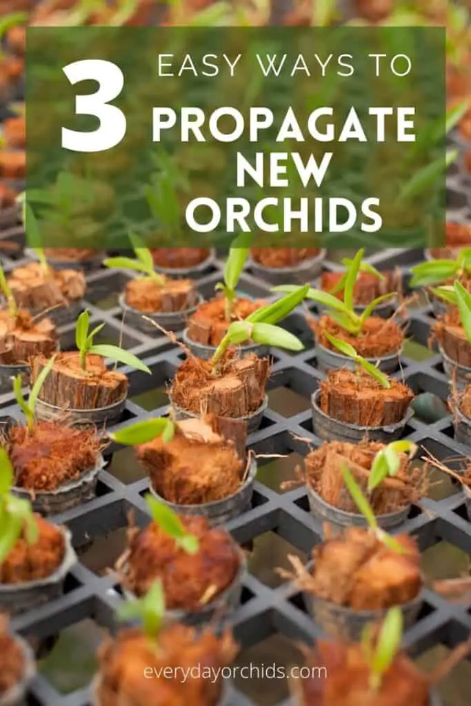 Propagated orchids growing in coconut coir plugs